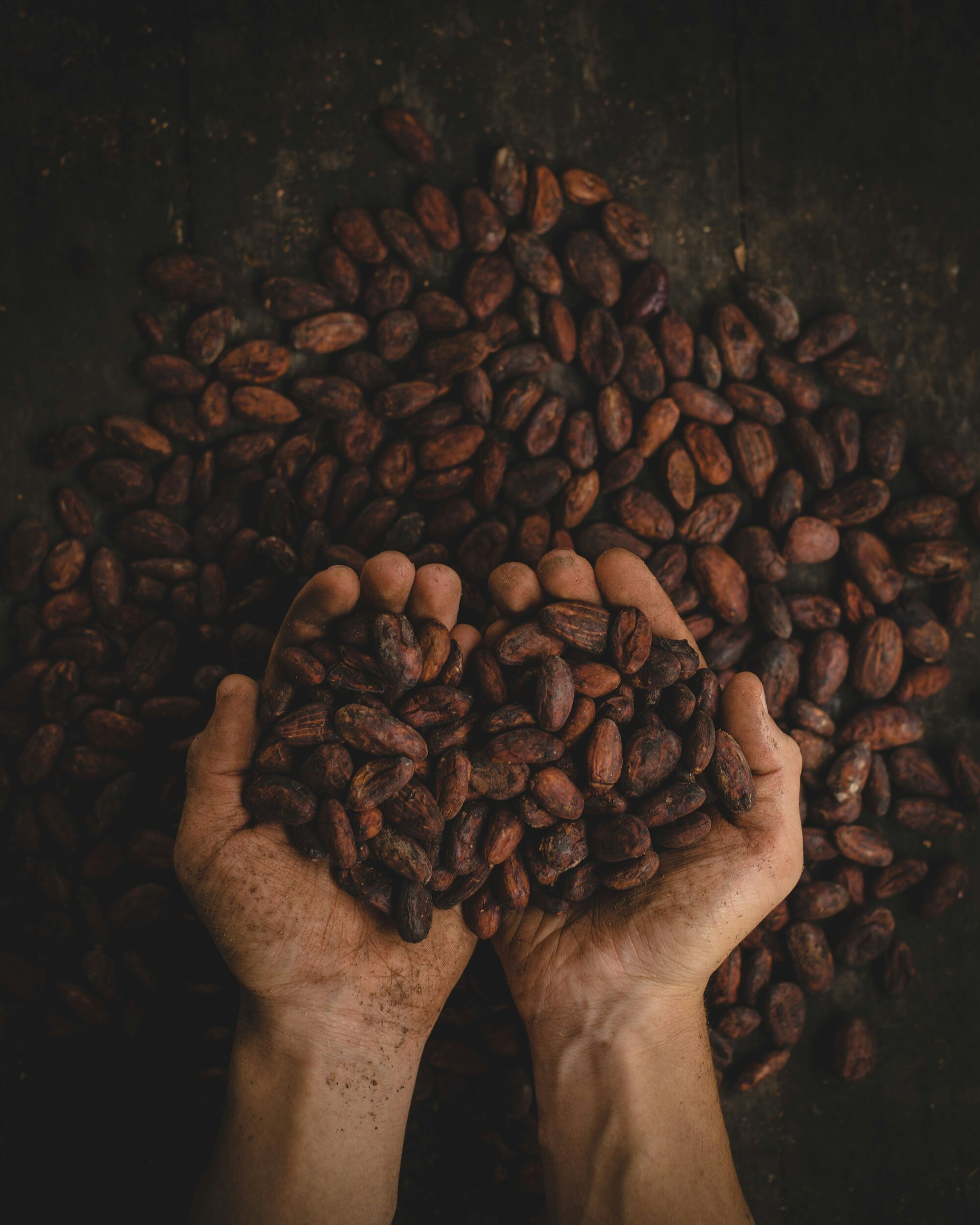 Sustainable cocoa farms